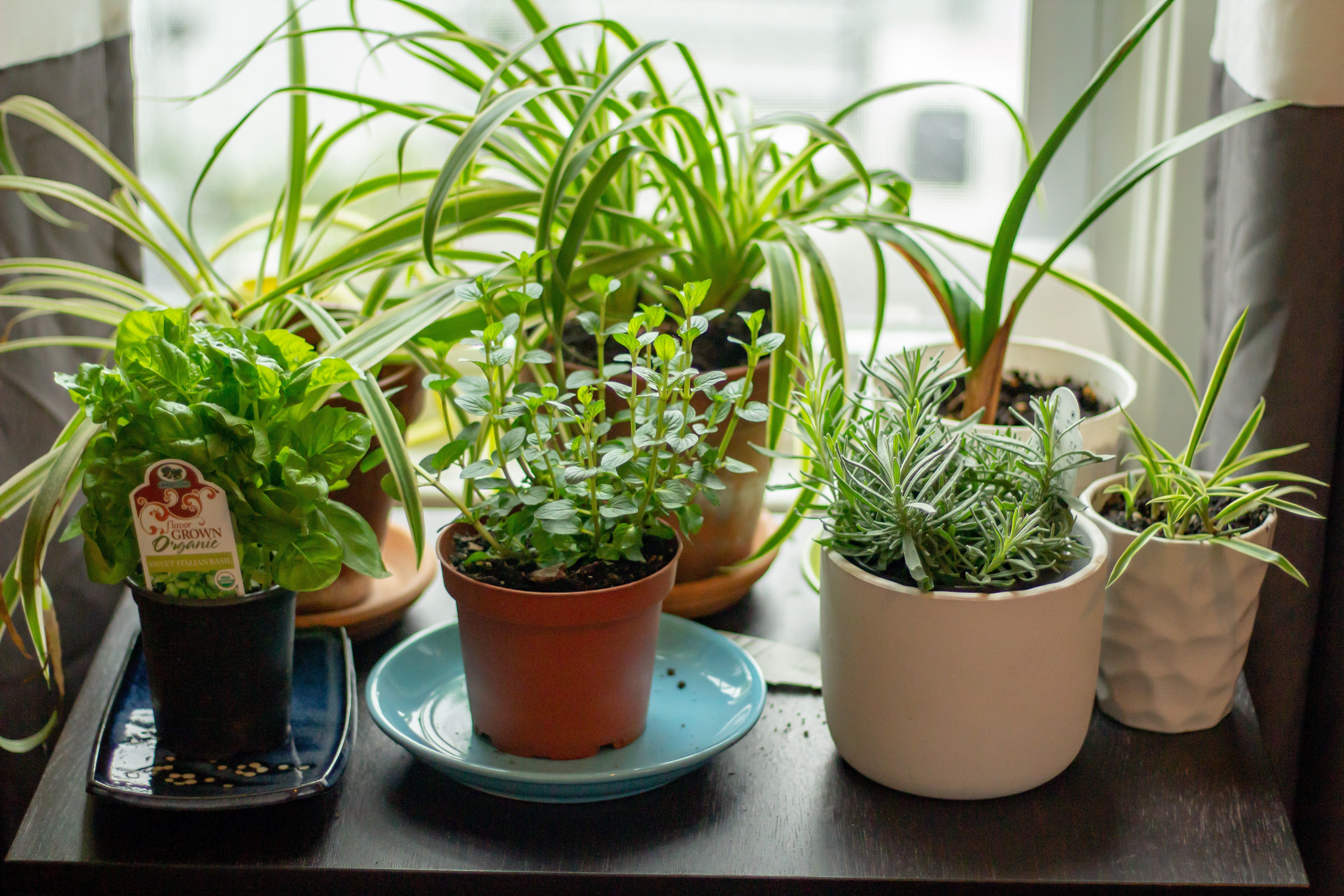 growing-herbs