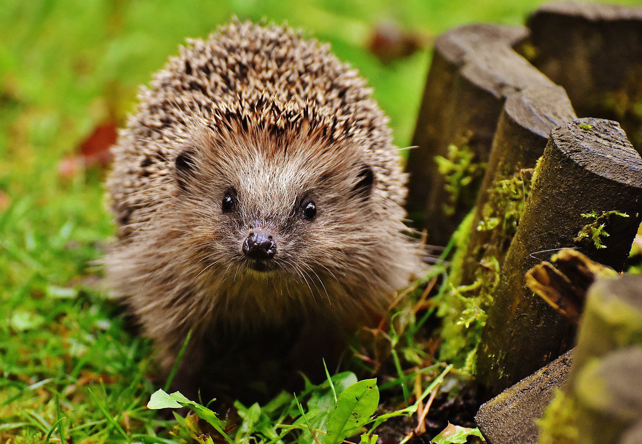 a hedgehog in a hedgehog friendly garden